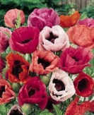 POPPY - PERENNIAL - MIXED COLOURS  -- OUT OF STOCK --