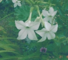 NICOTIANA - JASMINE TOBACCO -- SOLD OUT --