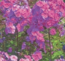 PHLOX -- OUT OF STOCK --